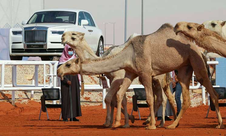 لمياء الرشيدي