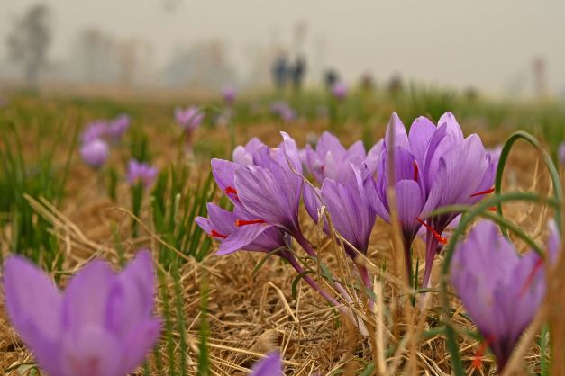 جني الزعفران في الهند 555-1