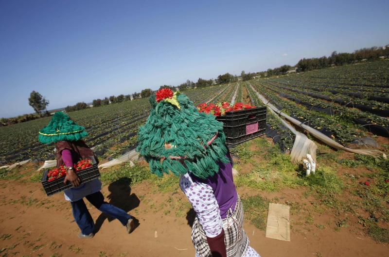 الزراعة في المغرب.. تحديات تواجه أهم قطاعات الاقتصاد 